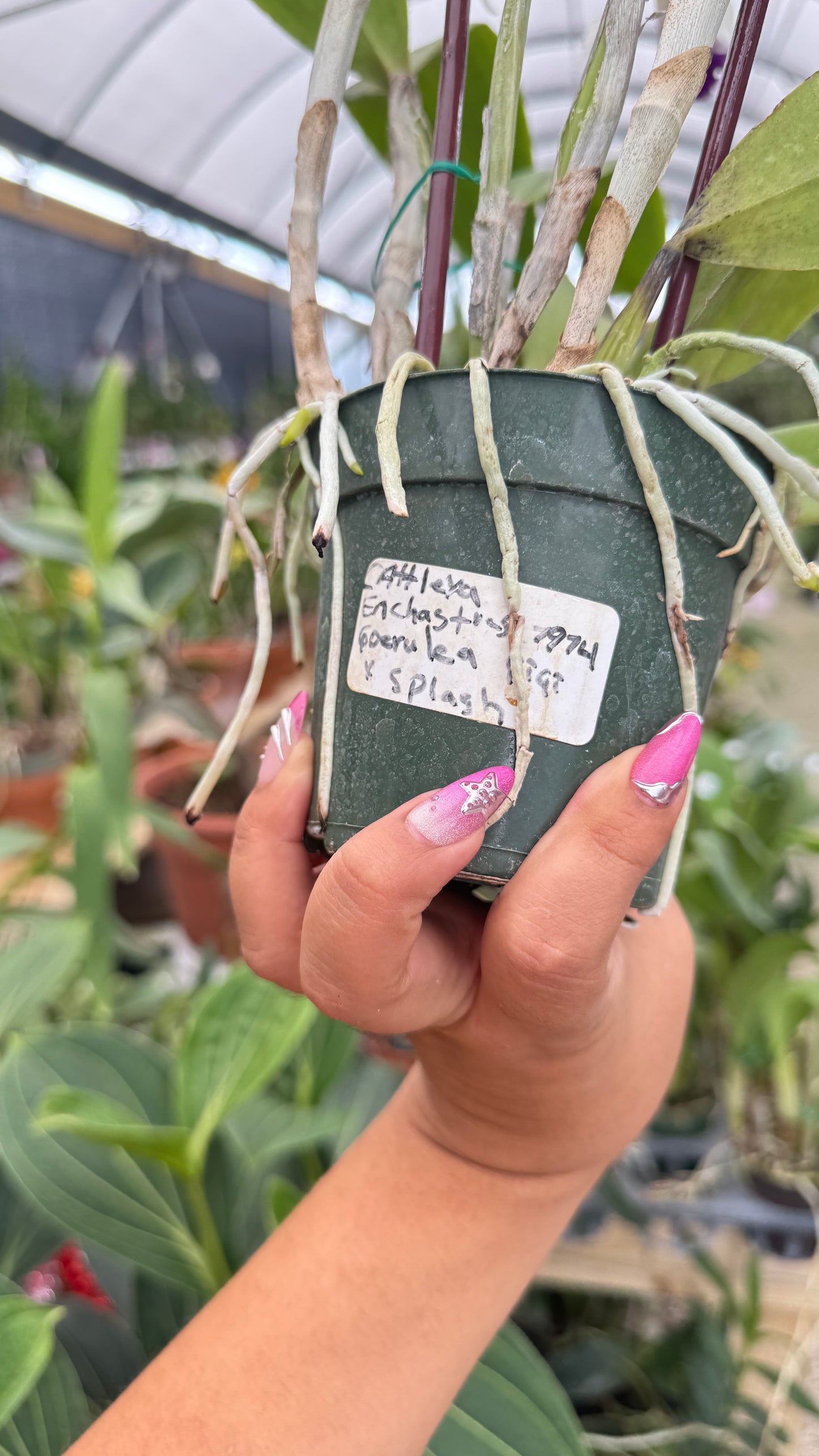 CATTLEYA ENCHASTES 1974 4"