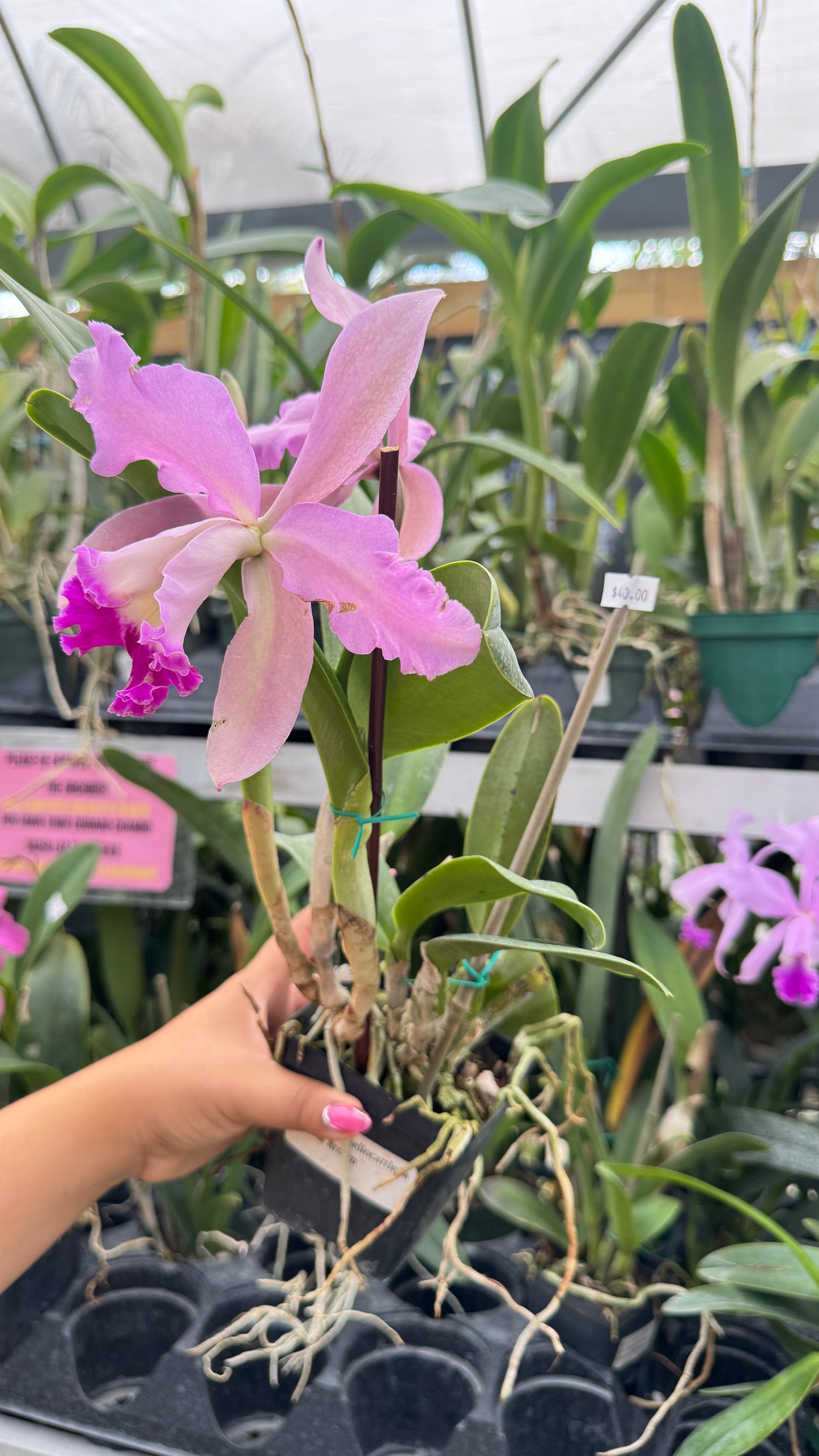 RHY. MARIA BROWN 4" no flower