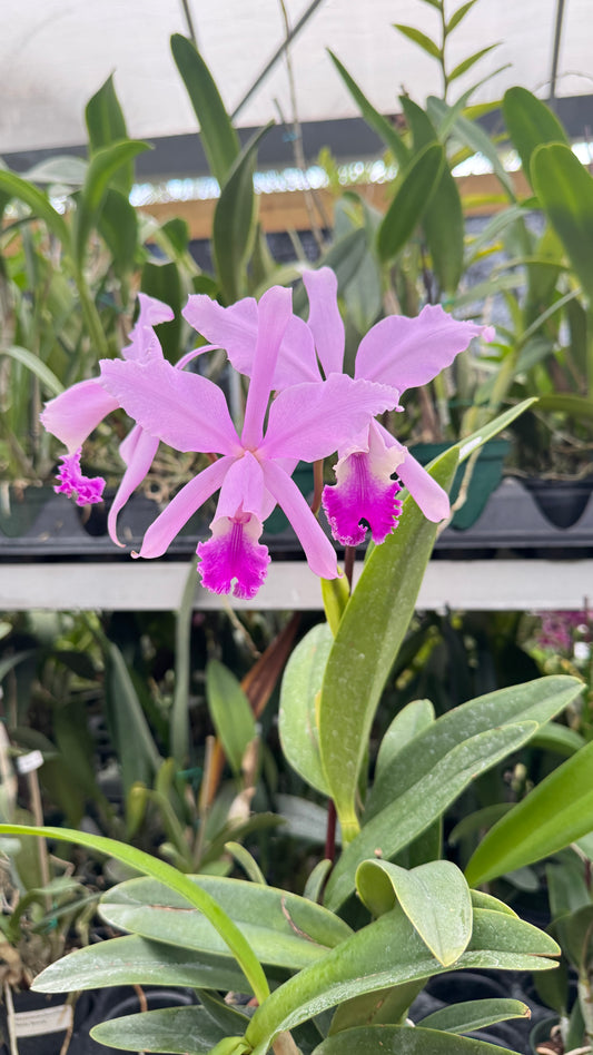 CATTLEYA THAYERIANA 4" no flower