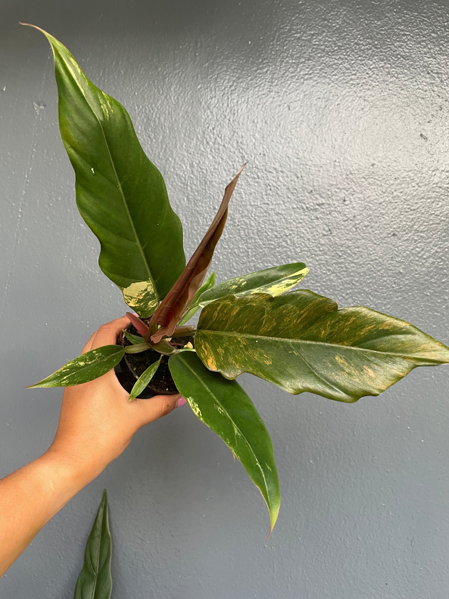 Philodendron Caramel Marble 3" (low variegation)