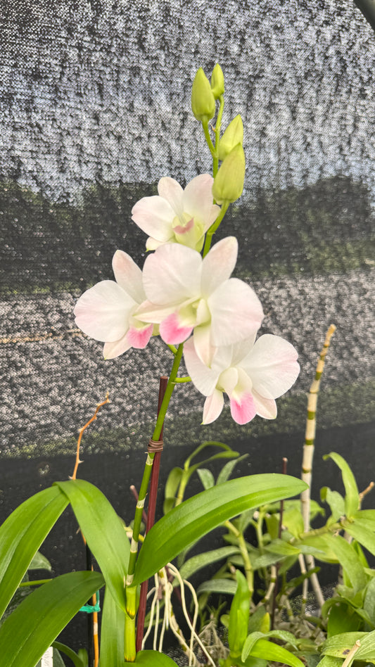 DENDROBIUM PEACH 4"