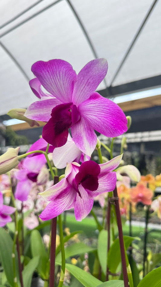 DENDROBIUM HUGE 4"