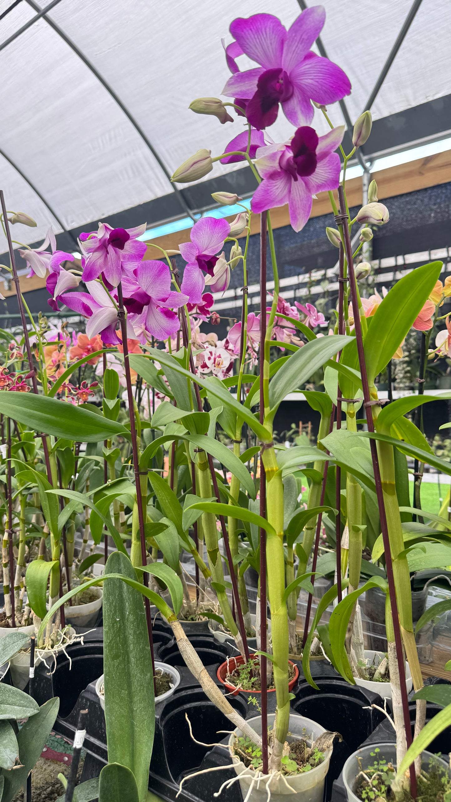 DENDROBIUM HUGE 4"
