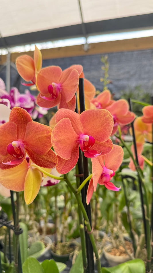 PHALAENOPSIS ORANGE 5"