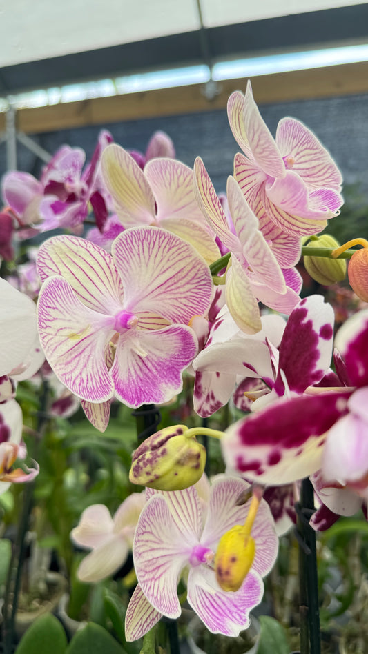 PHALAENOPSIS MARIPOSA 5"
