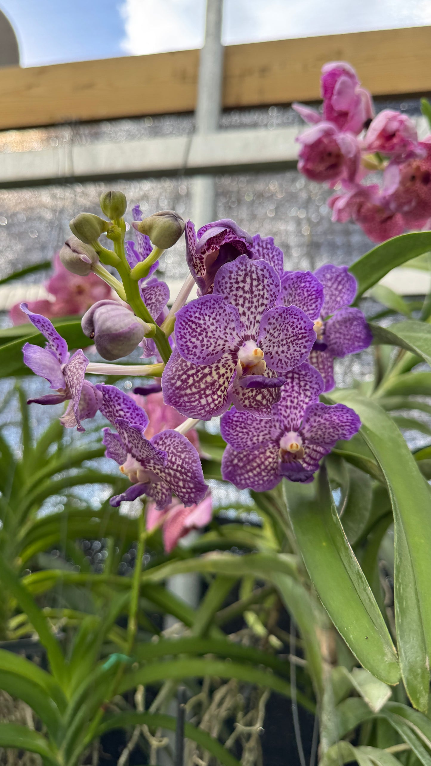 Vanda Purple