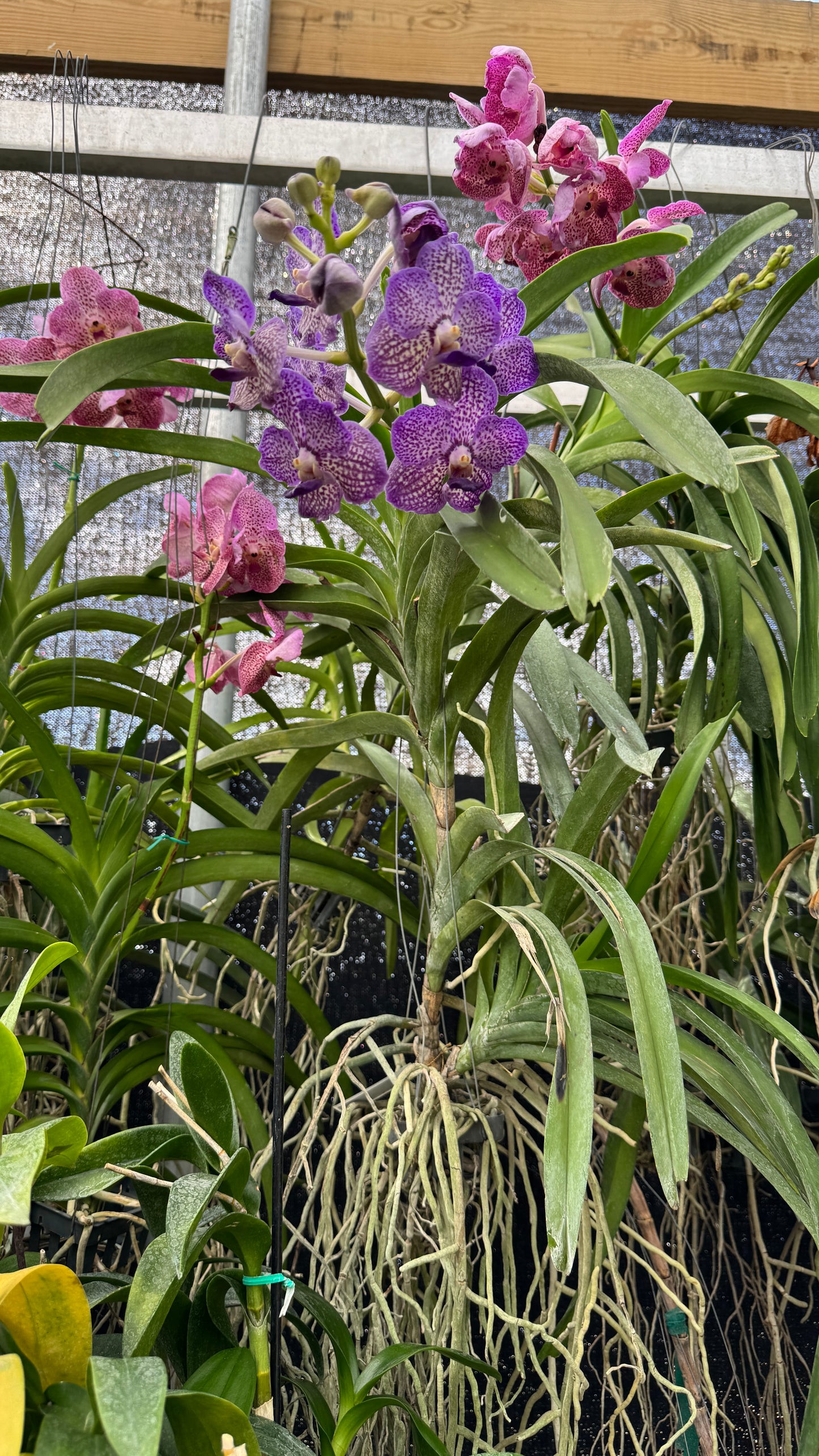 Vanda Purple