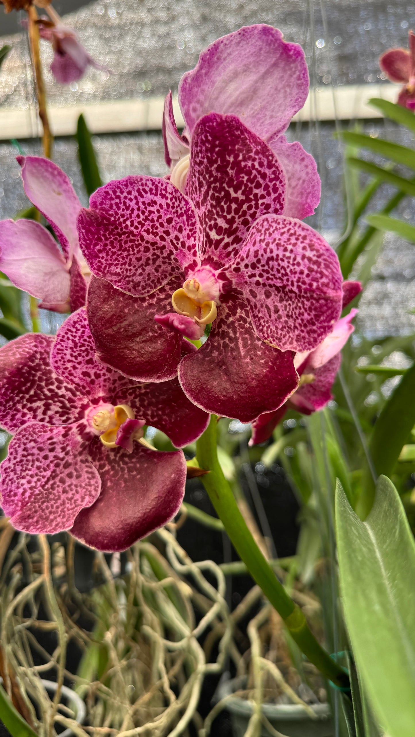 vanda pink