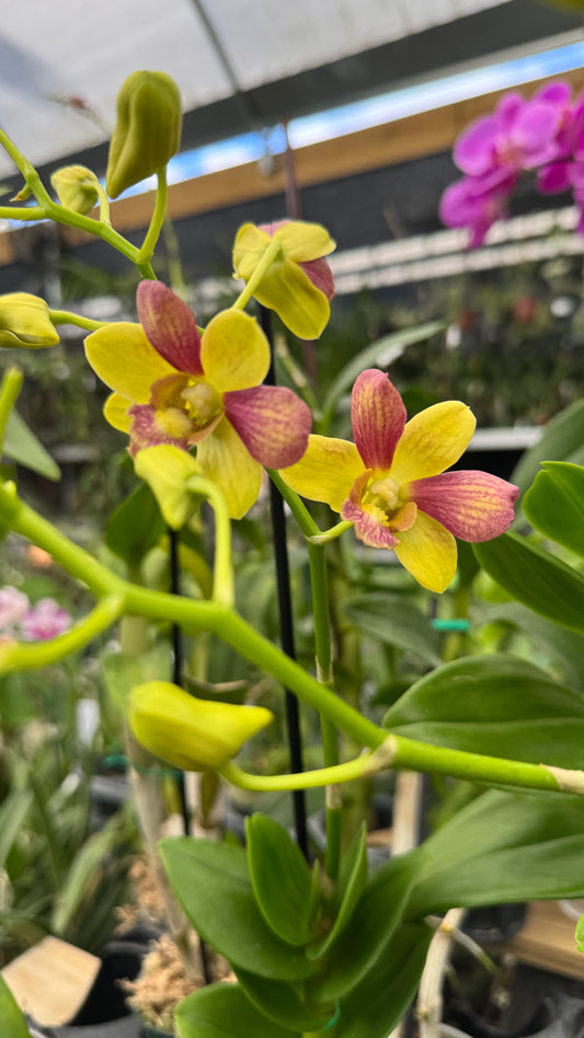 dendrobium pretty doll 4"