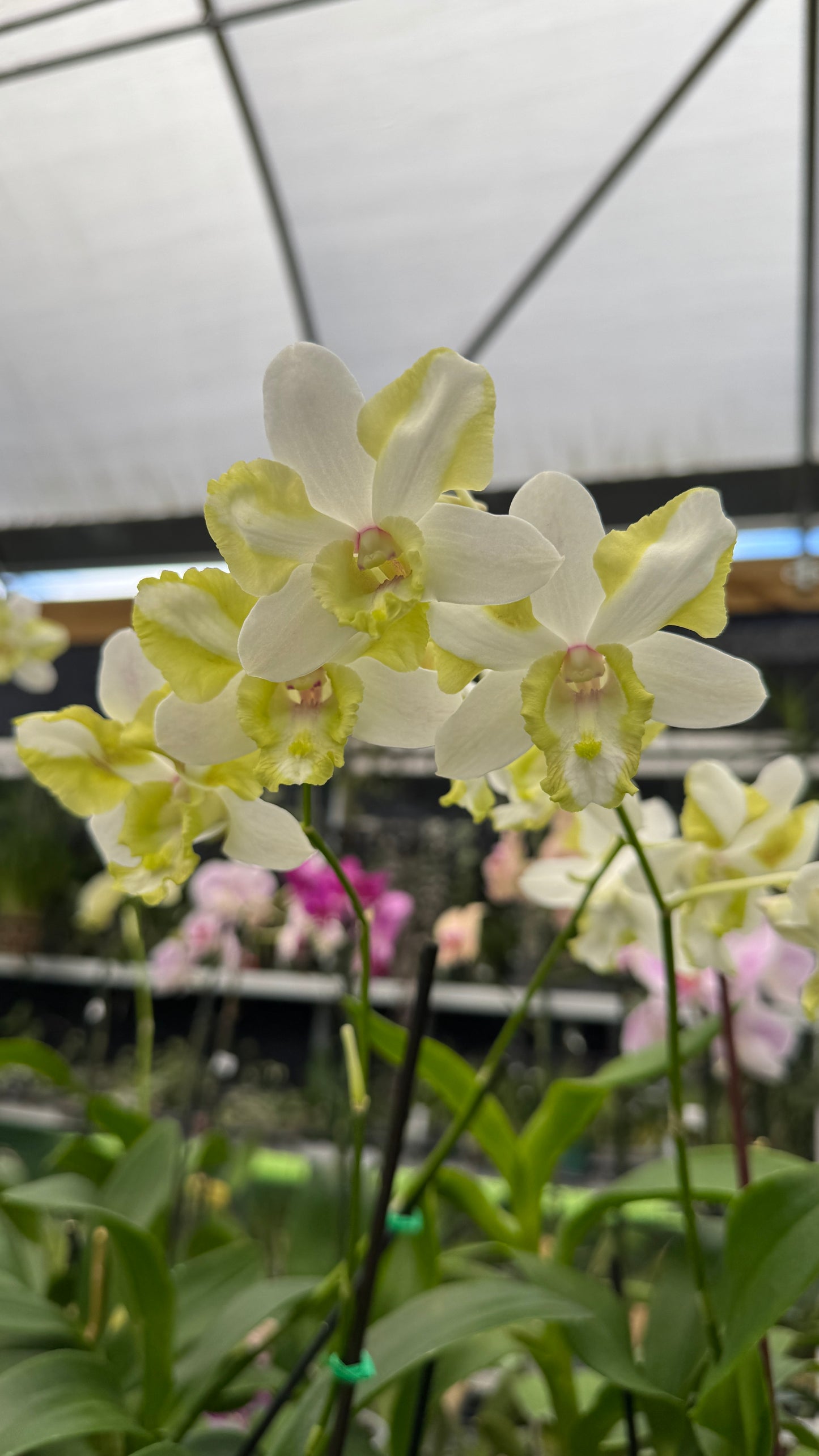 dendrobium dragon hybrid green 4"