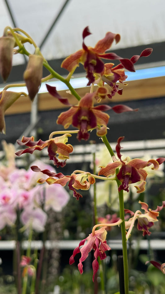 dendrobium big ben 4"