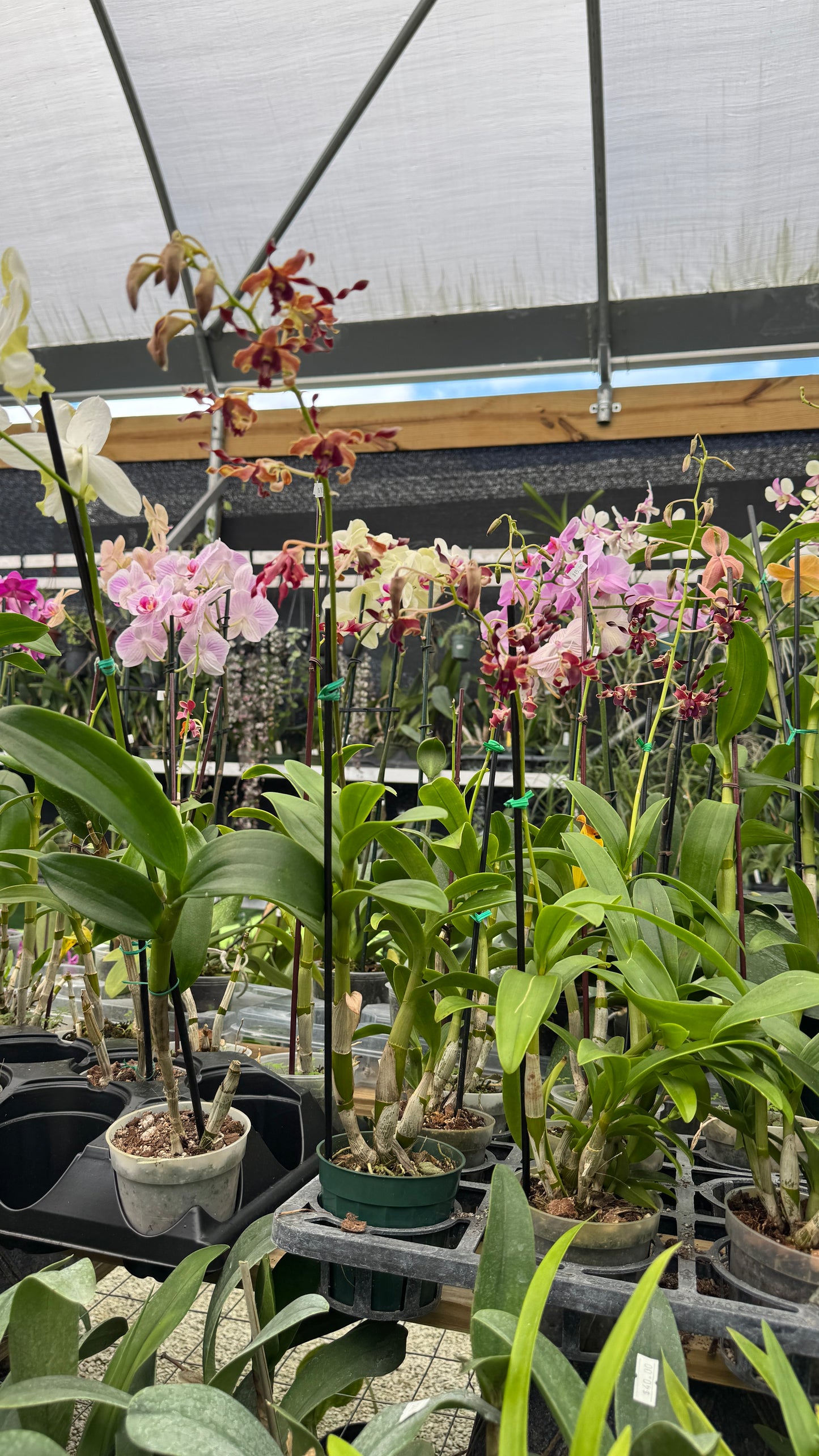 dendrobium big ben 4"