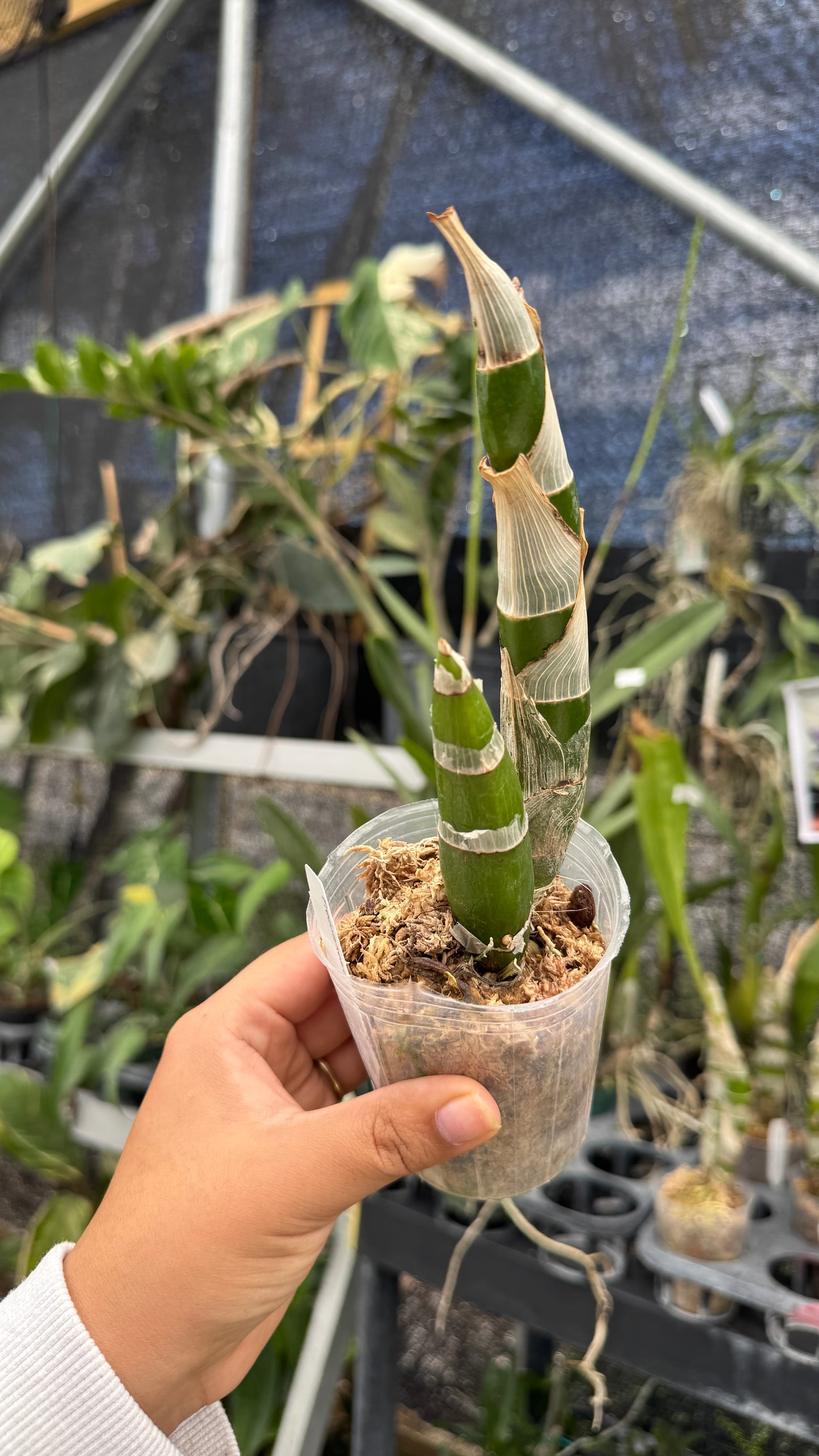 freclakeara after dark sunset  3"