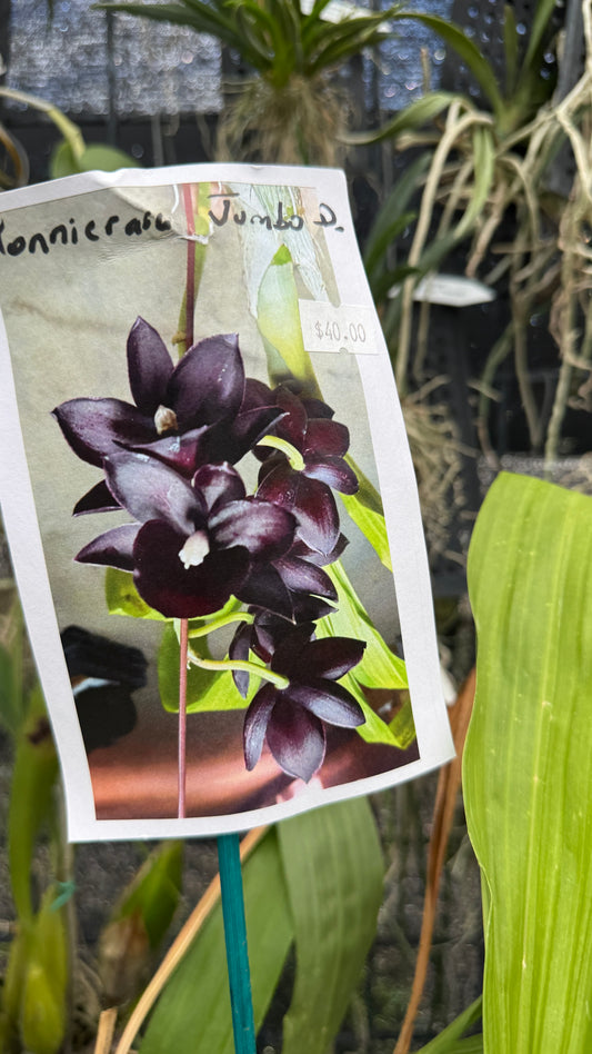 Monnierara Jmbo D. 3"