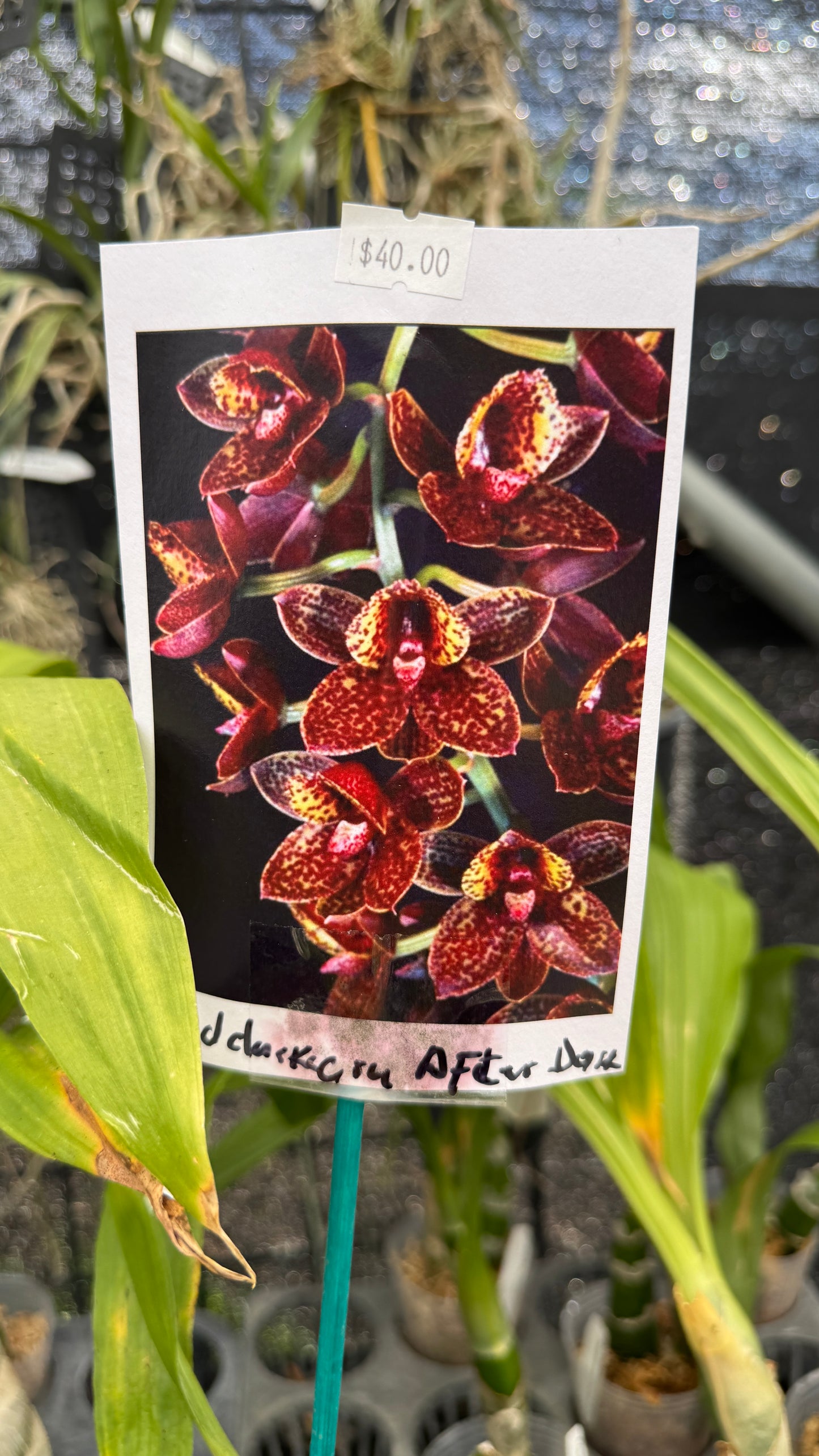 freclakeara after dark sunset  3"