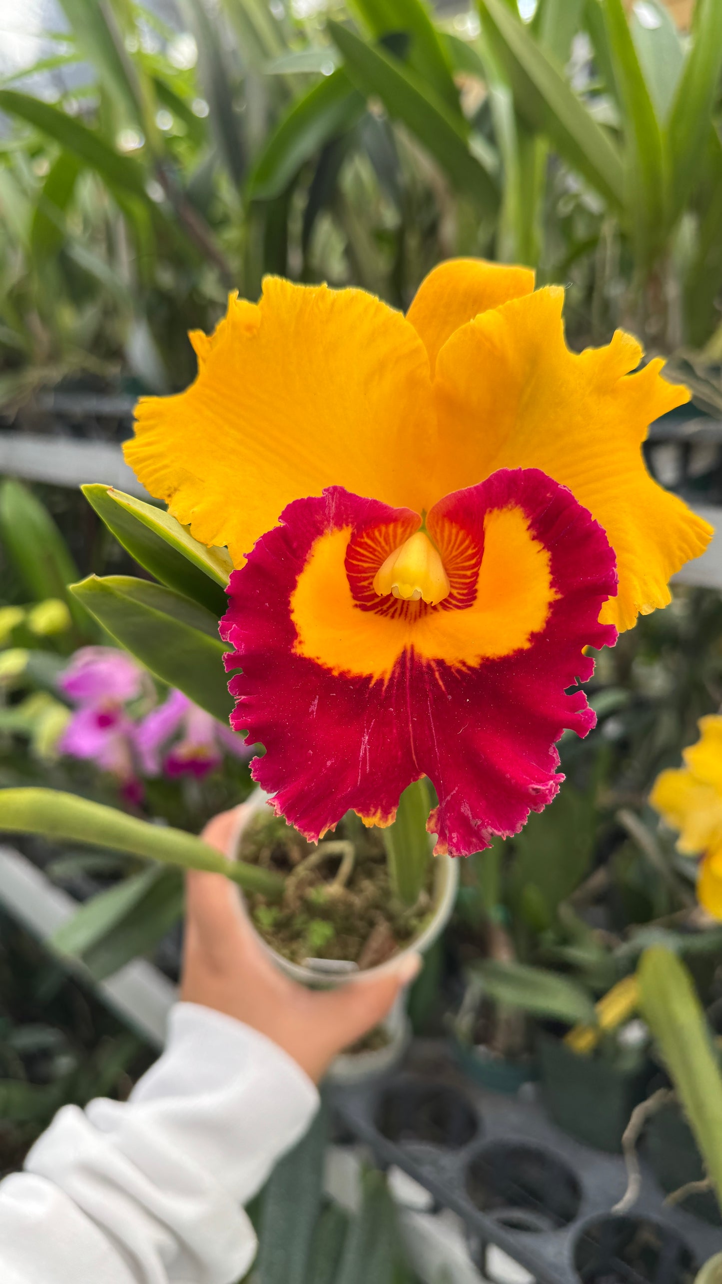 rlc. village chief triump golden tip 4"