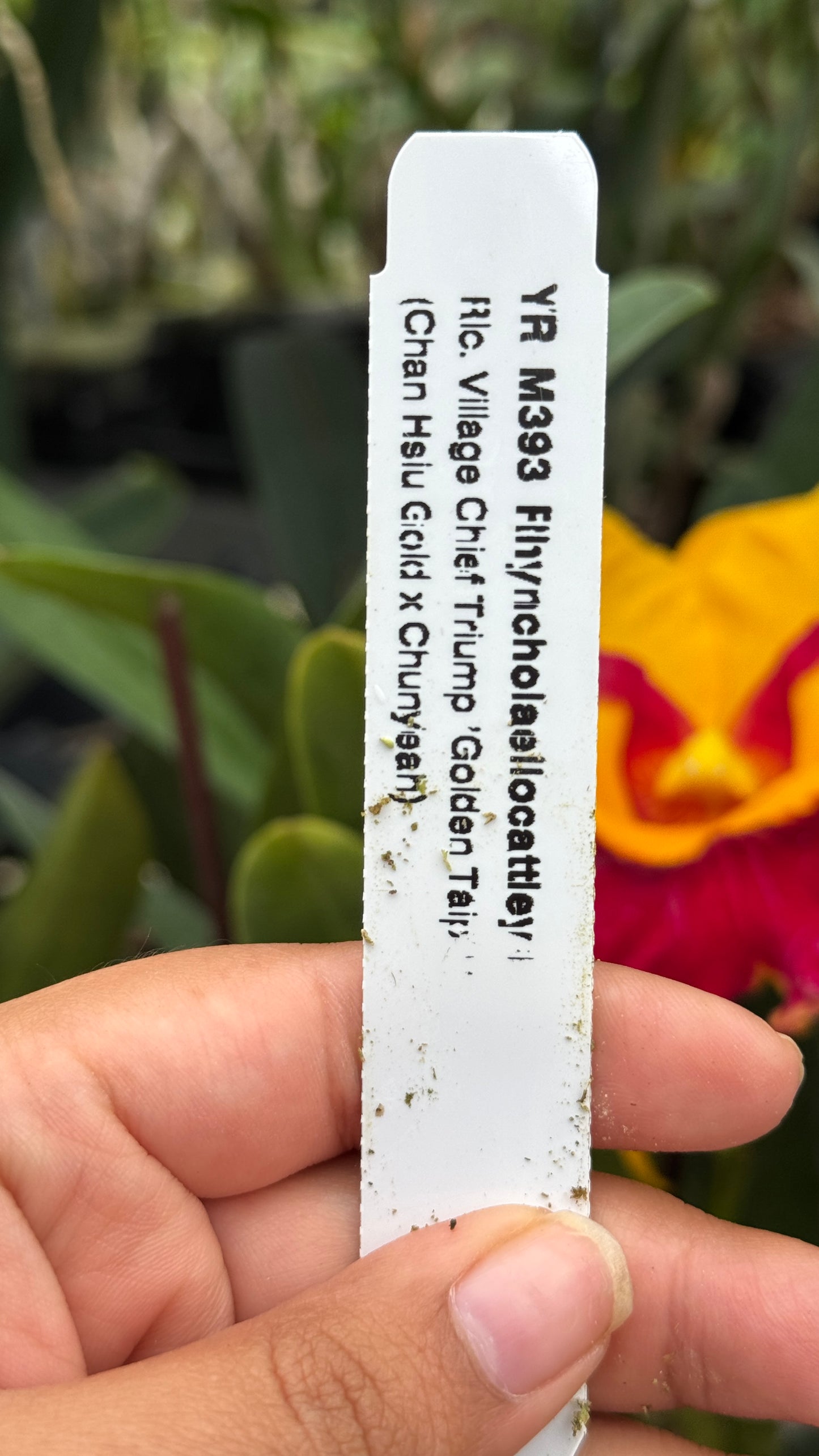 rlc. village chief triump golden tip 4"