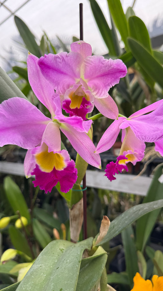 c. wallisi "el dorado" 4"