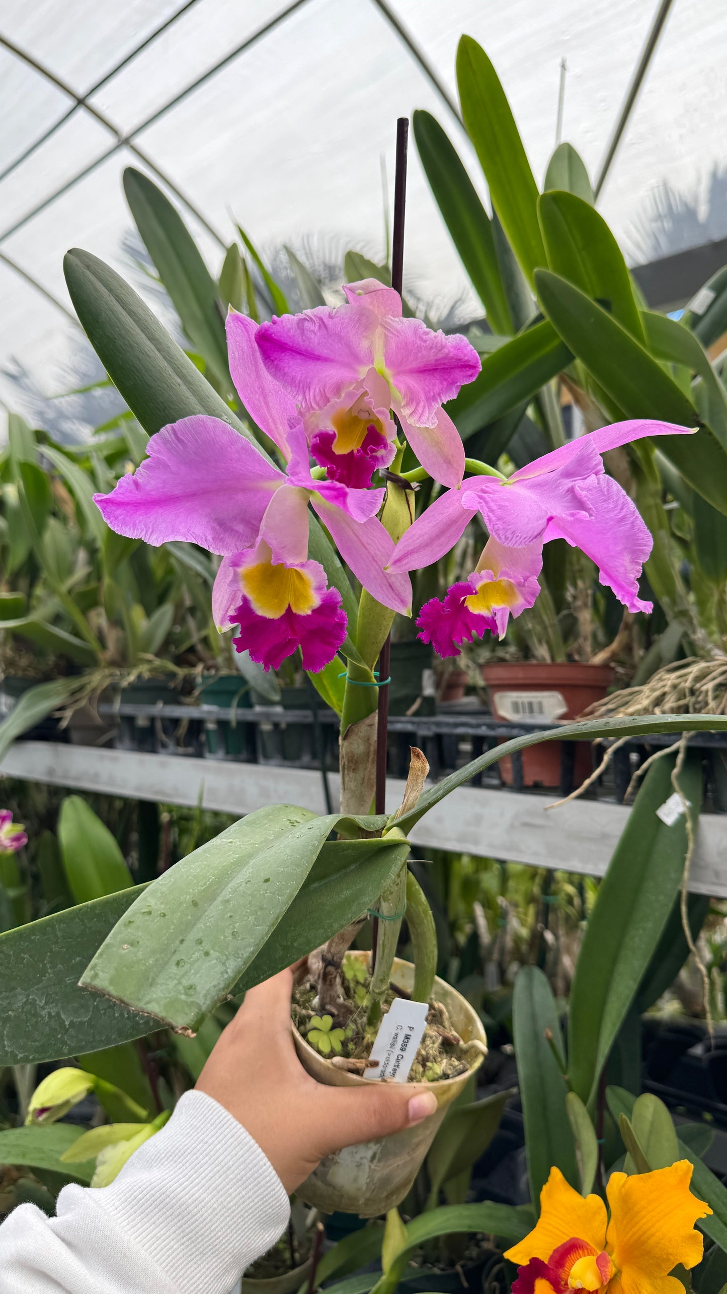 c. wallisi "el dorado" 4"