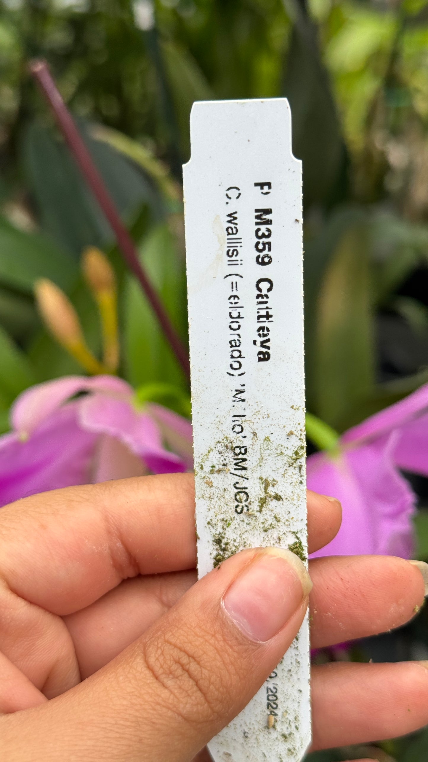 c. wallisi "el dorado" 4"