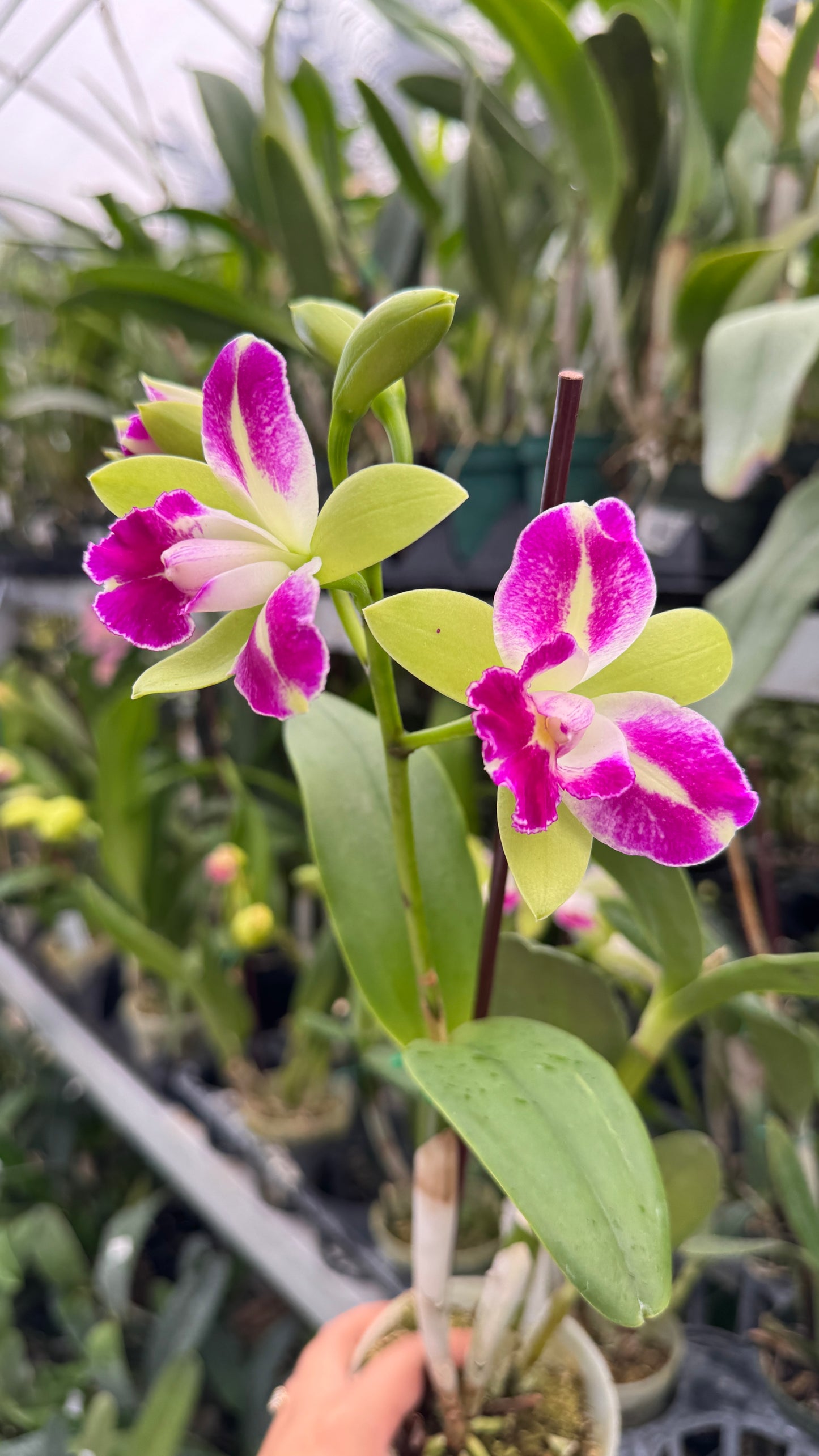 Blc. Village Chief Green Genie 4"