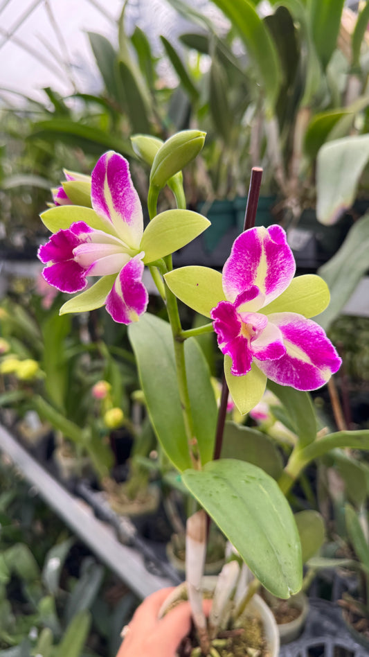 Blc. Village Chief Green Genie 4"