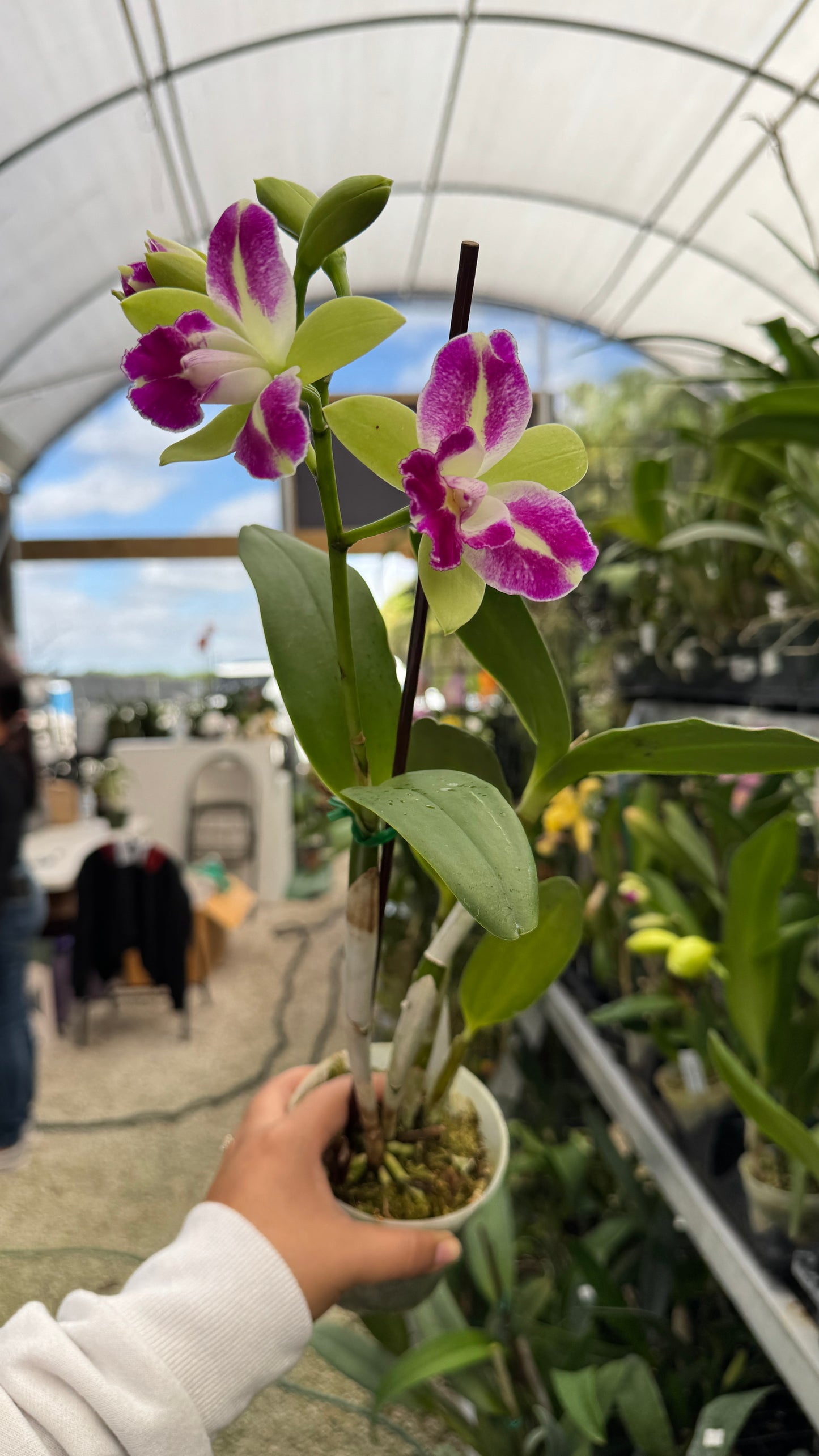 Blc. Village Chief Green Genie 4"