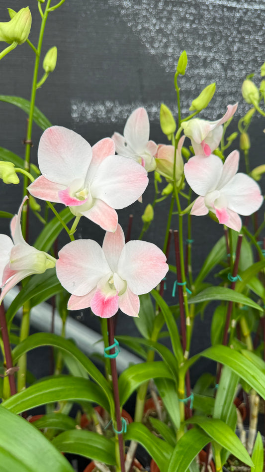 dendrobium airly peach 4"