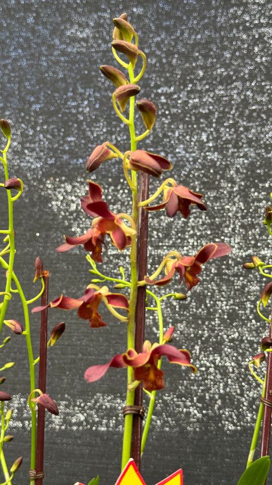 dendrobium godness of fire 4"
