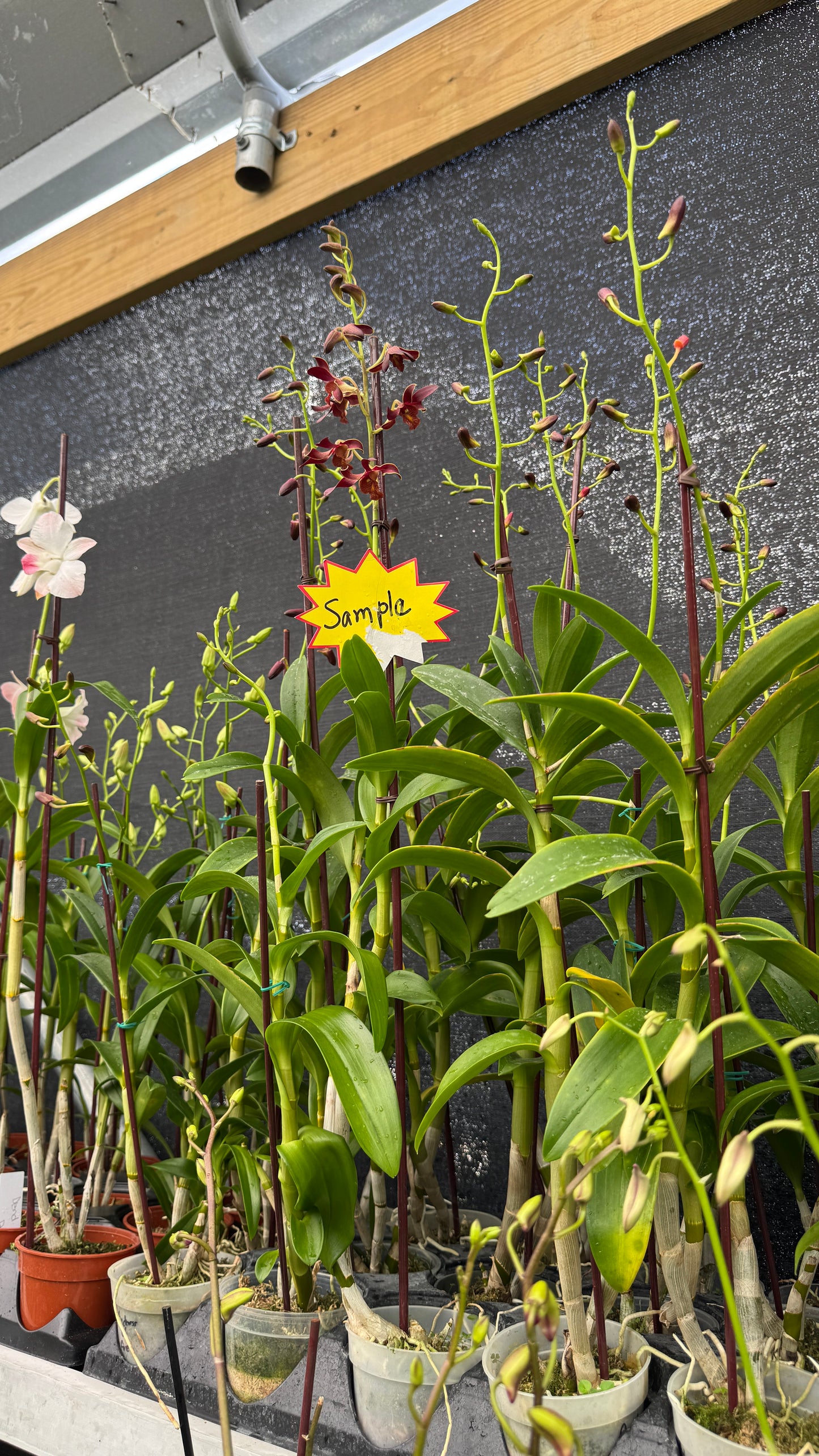 dendrobium godness of fire 4"