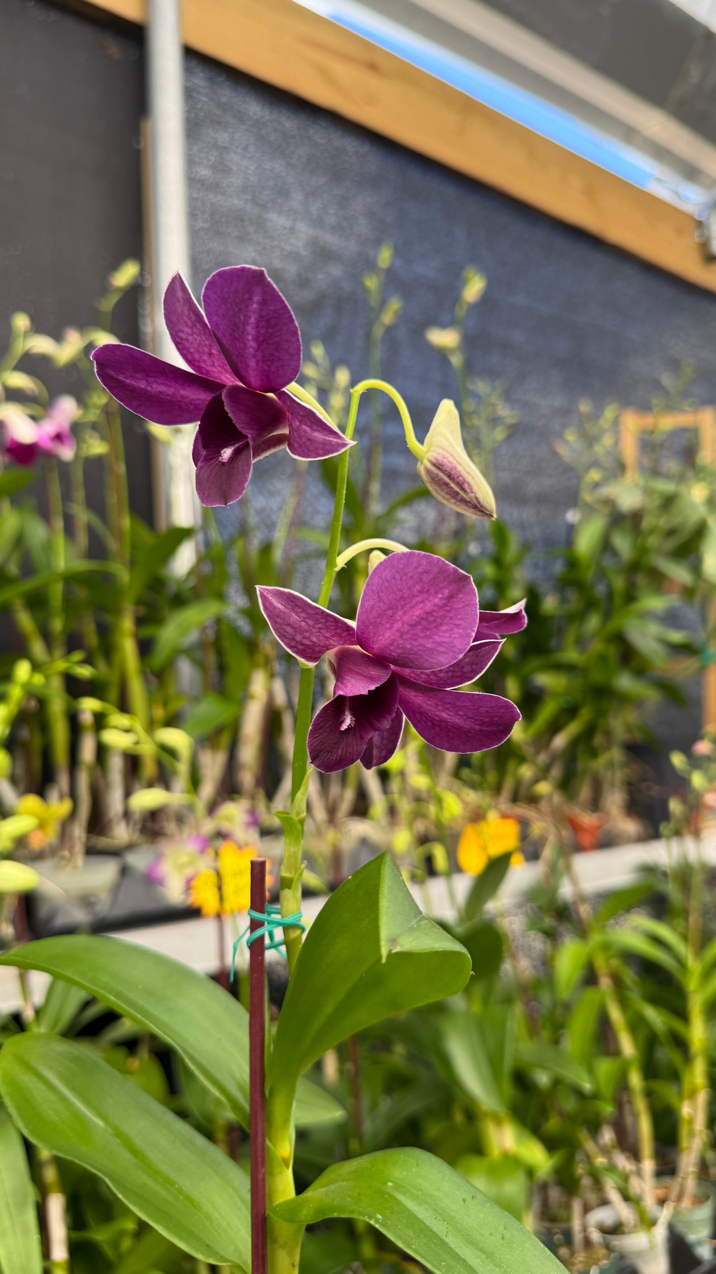 dendrobium sadka blue 4"