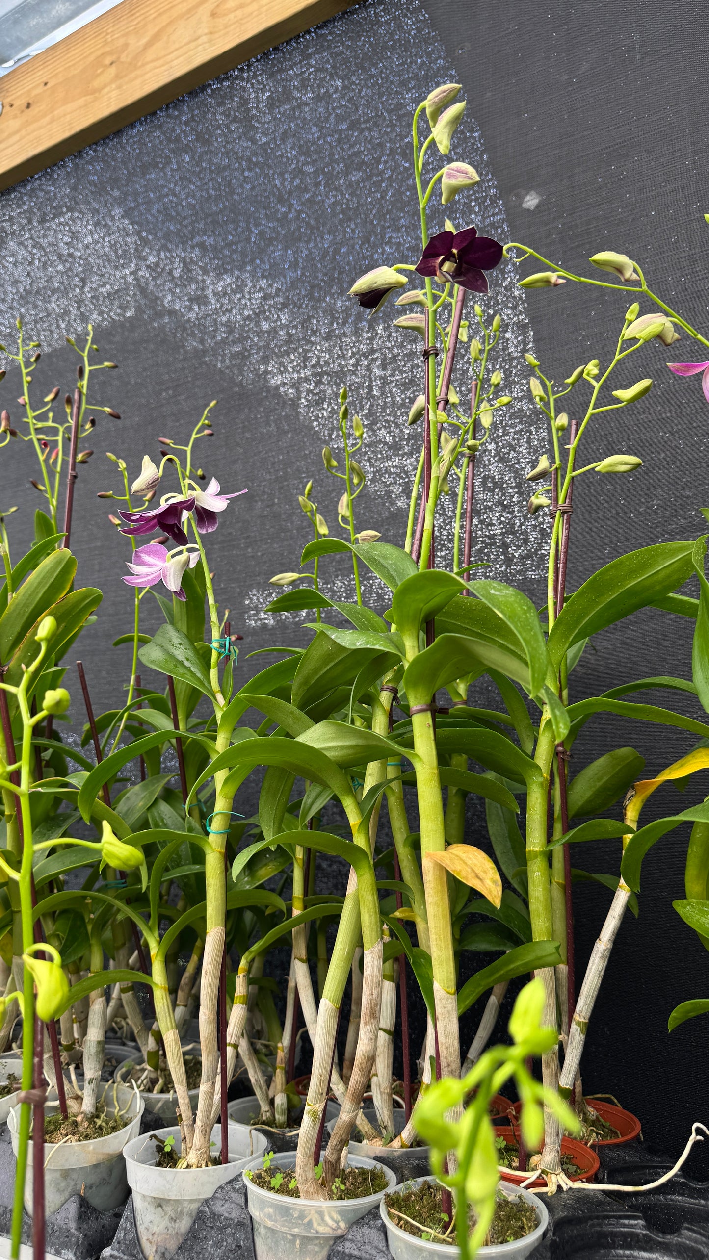 dendrobium sadka blue 4"