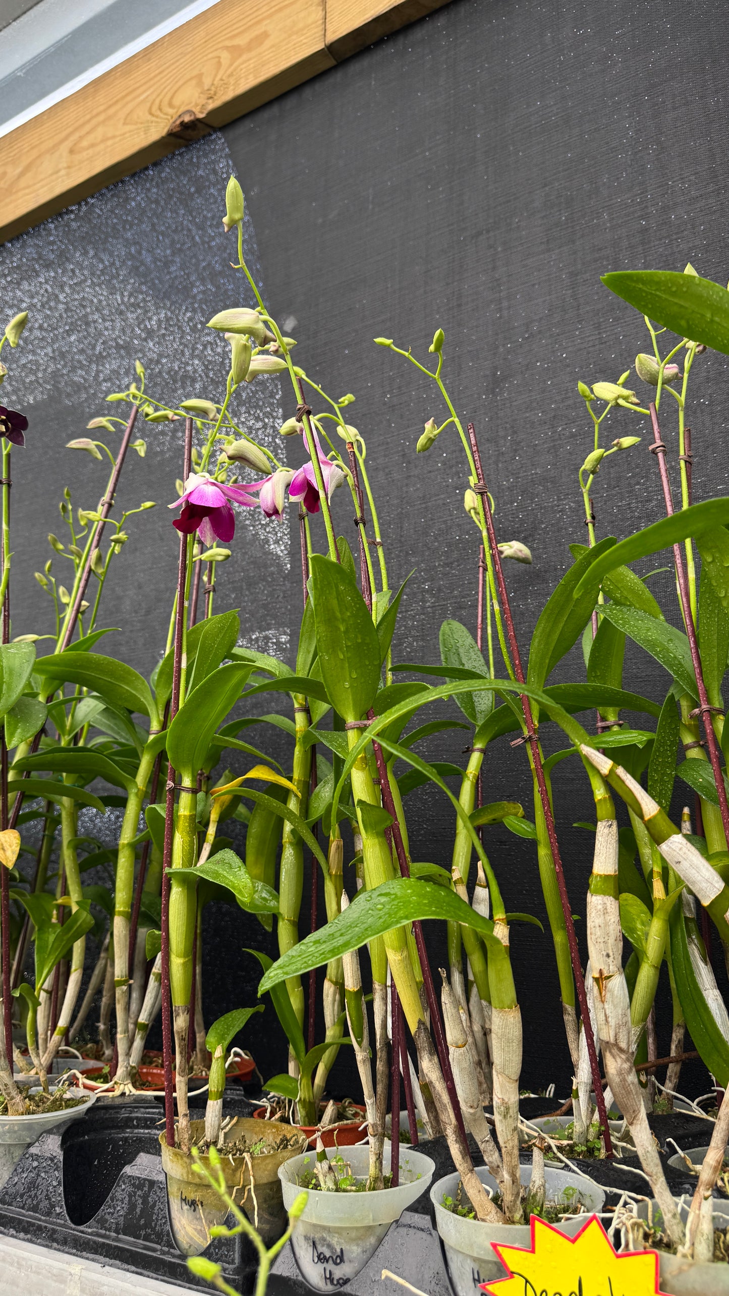 dendrobium huge red 4"