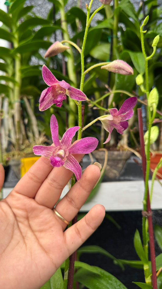 dendrobium pink 4"