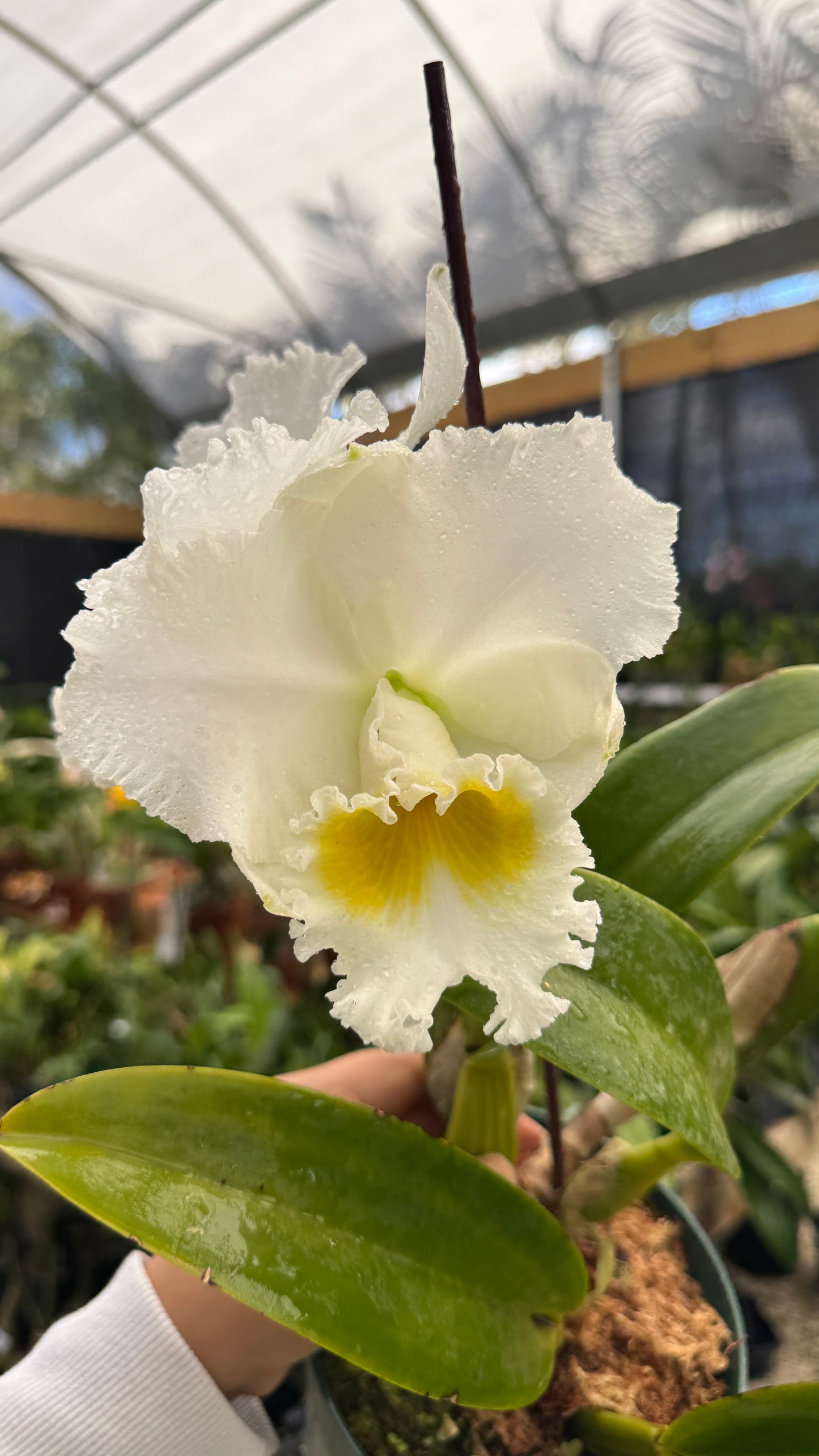 rlc. burdekin wonder snow white 6"