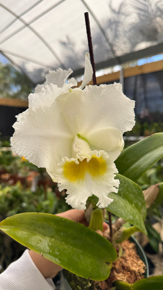 rlc. burdekin wonder snow white 6"
