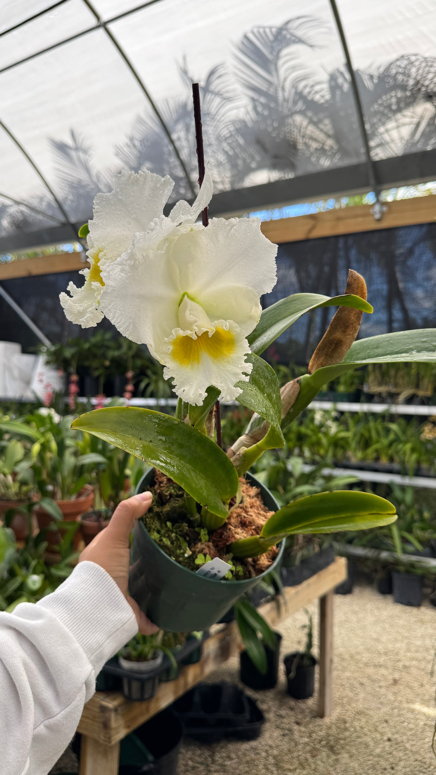 rlc. burdekin wonder snow white 6"