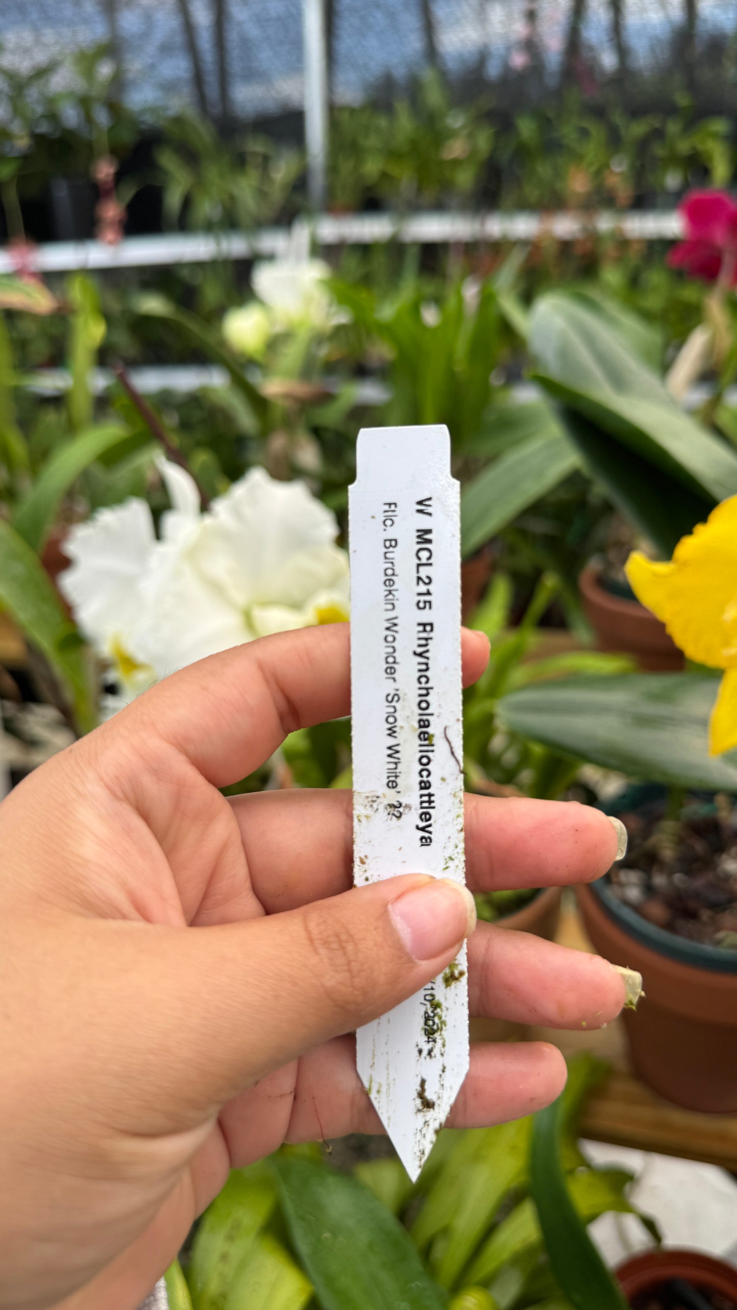 rlc. burdekin wonder snow white 6"