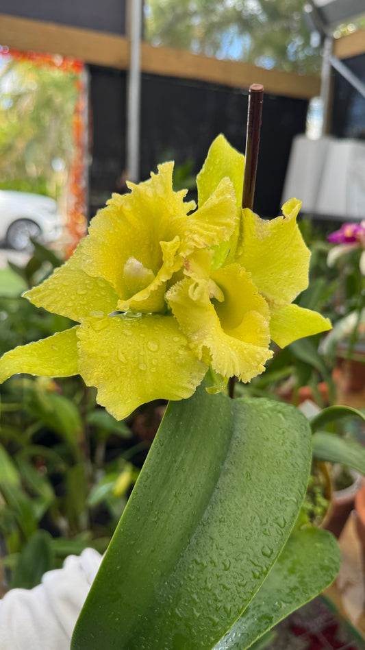 rlc. village chief green tainan 6"