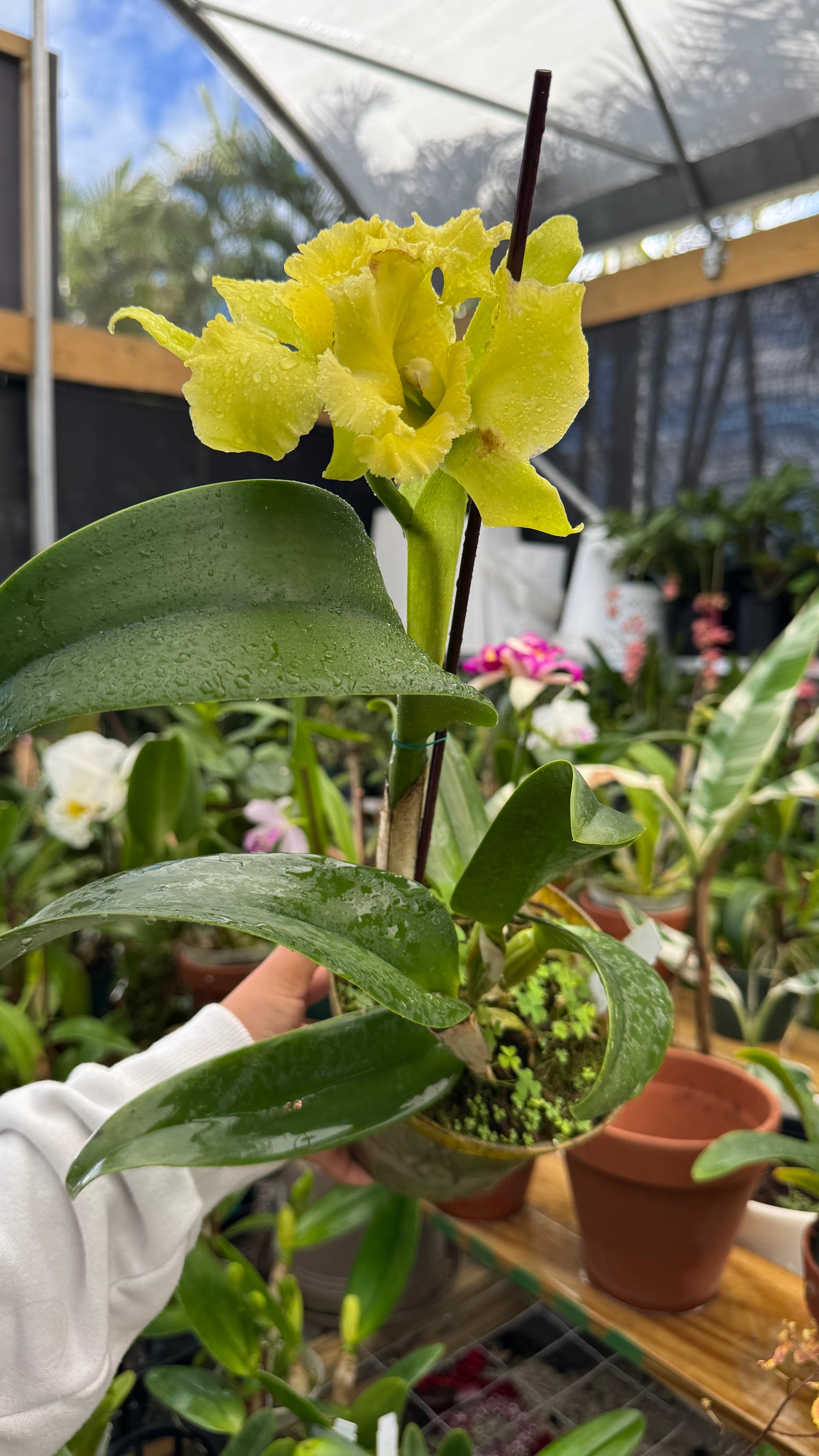 rlc. village chief green tainan 6"