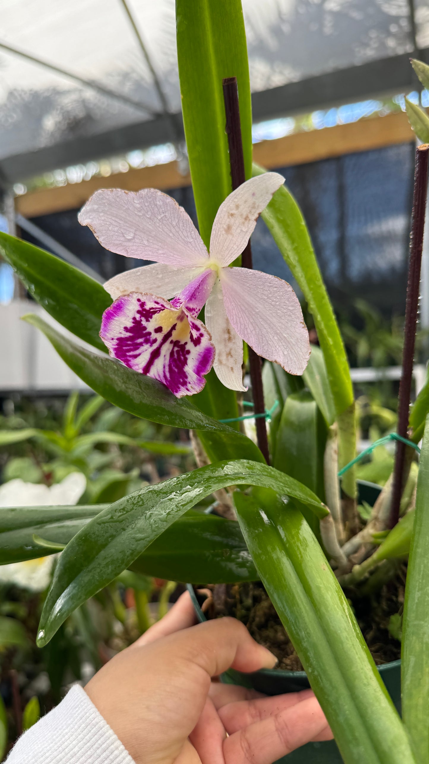 bc. taiwan big lip ta hsin 6"