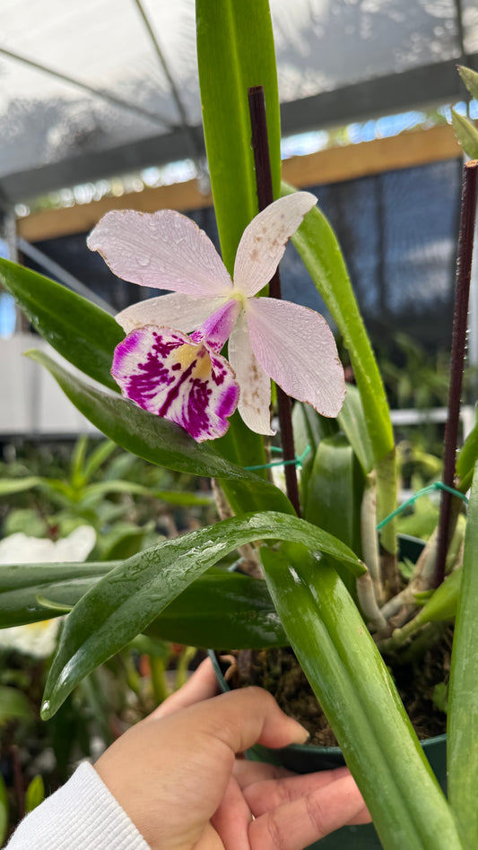 bc. taiwan big lip ta hsin 6"