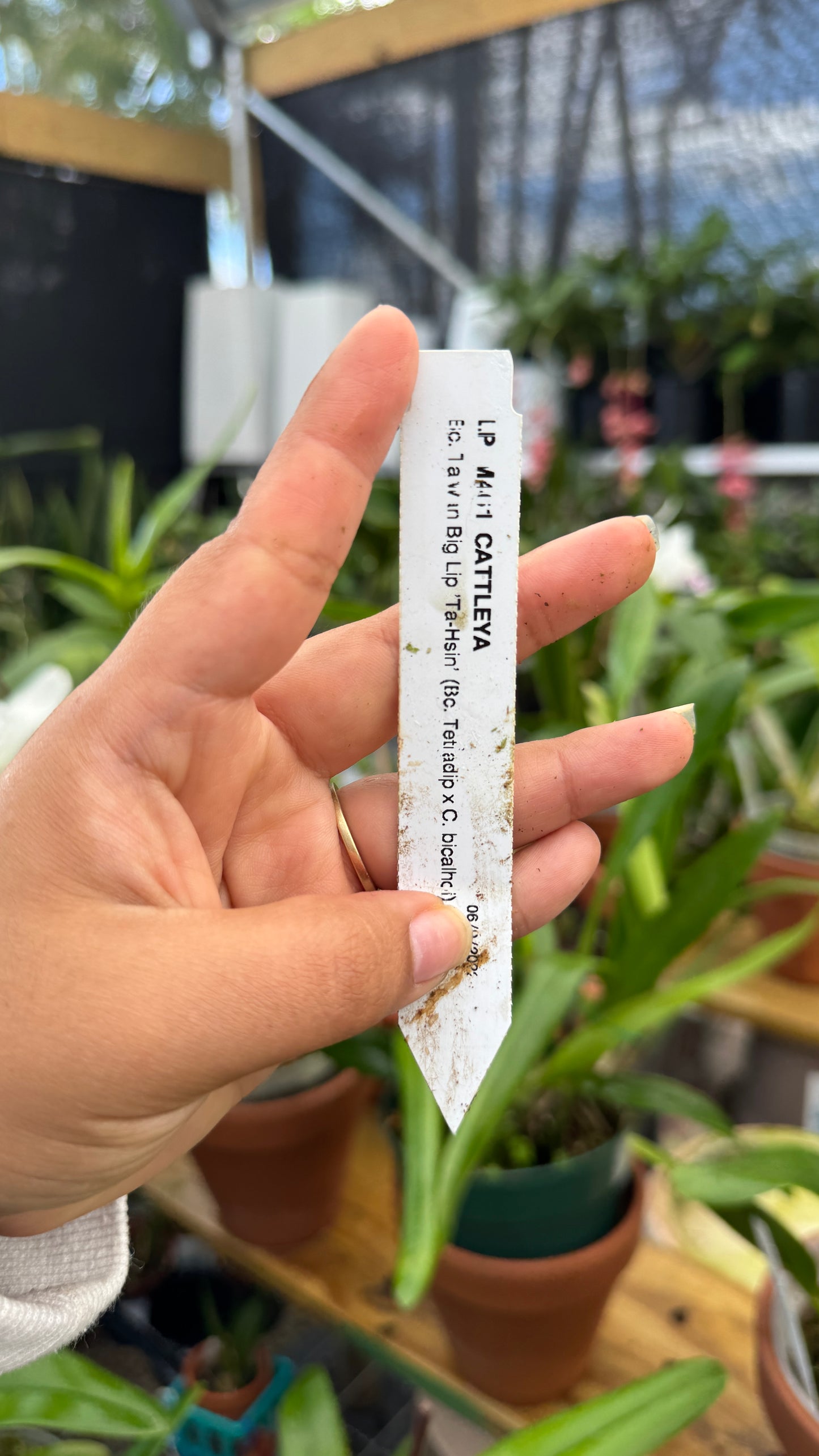 bc. taiwan big lip ta hsin 6"