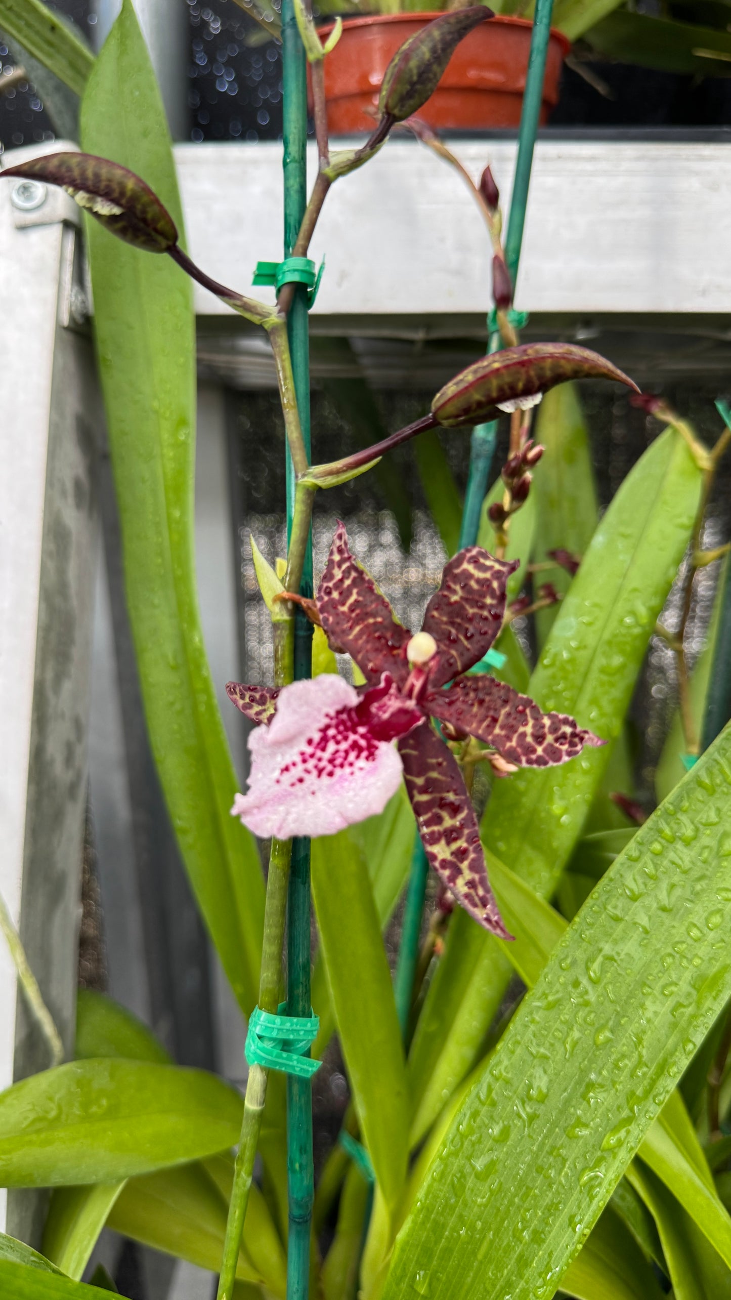 colmara masai white 4"