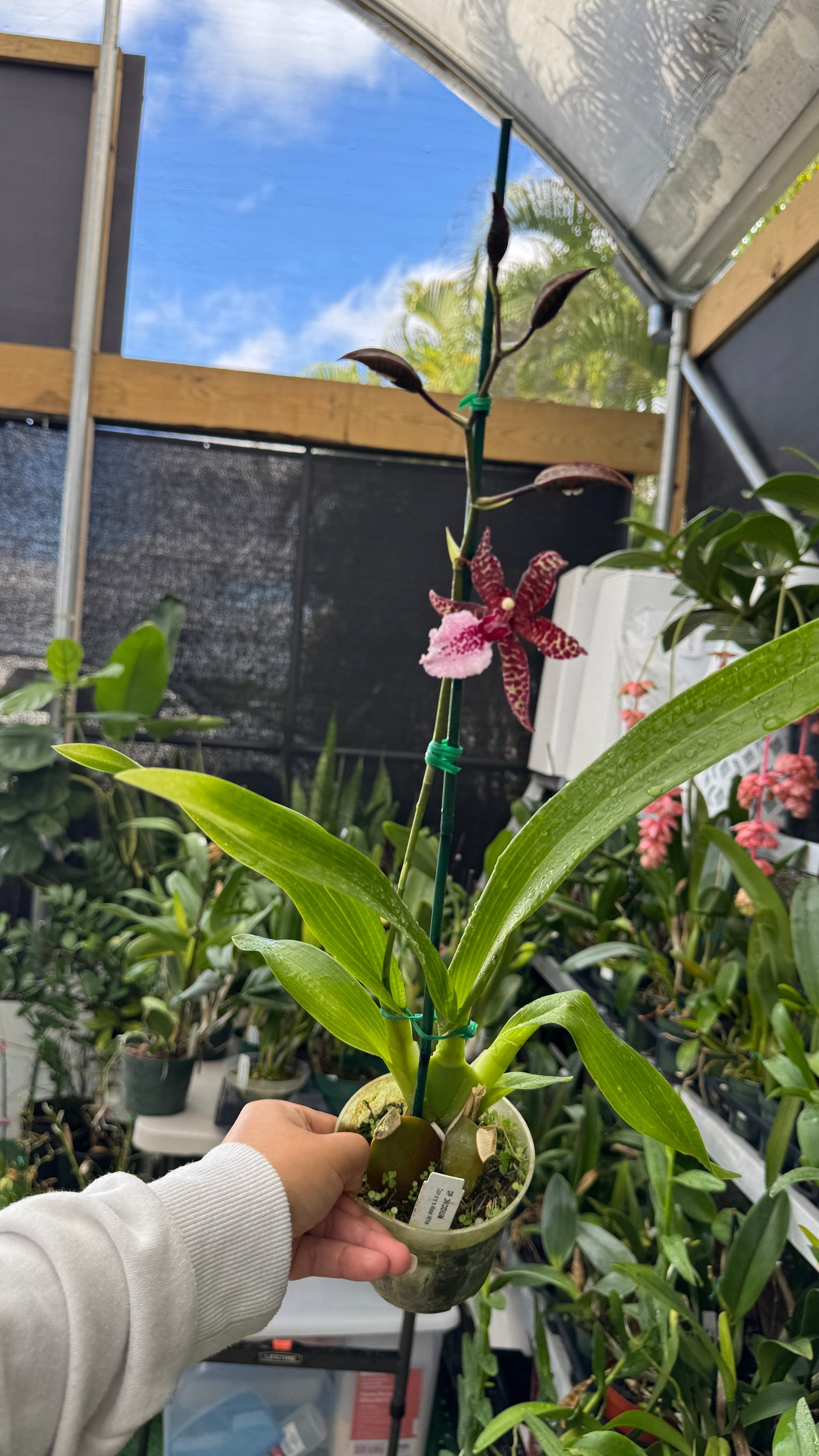 colmara masai white 4"