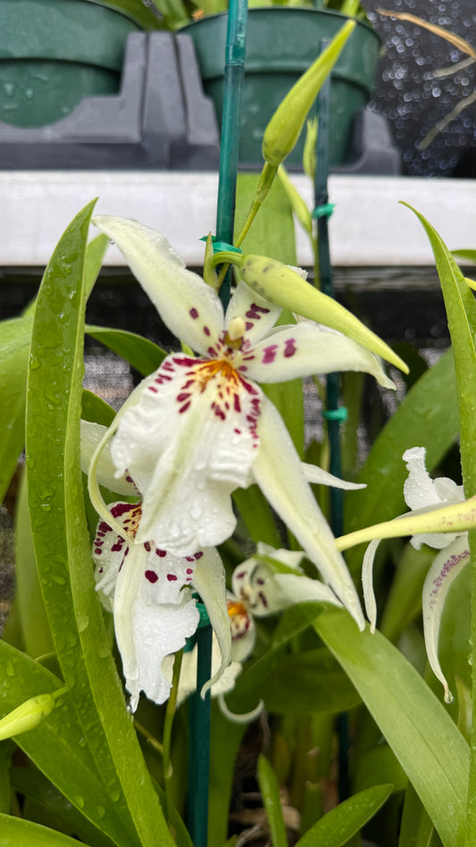 onc. winter wonderland "white fairy" 4"