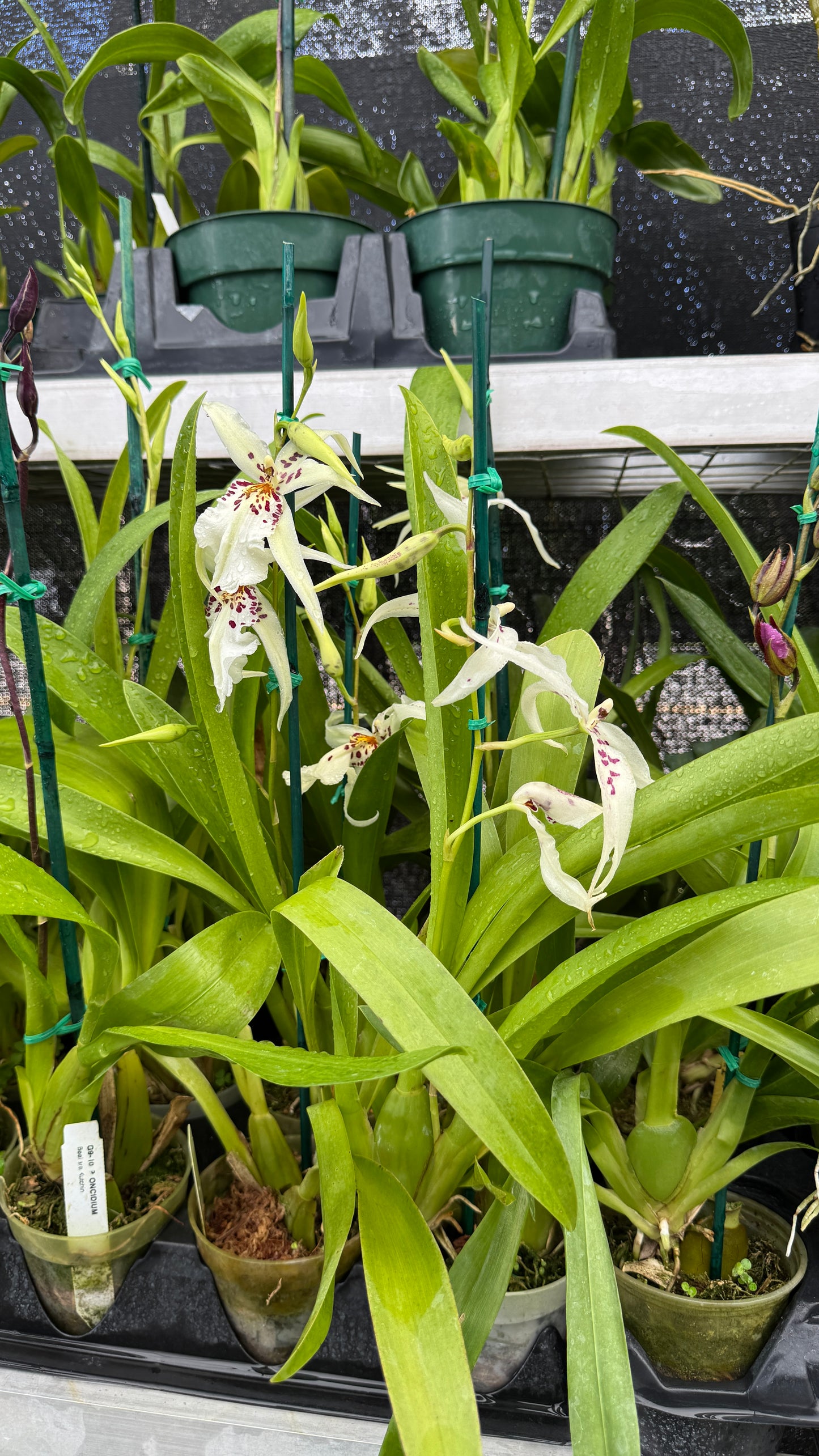 onc. winter wonderland "white fairy" 4"