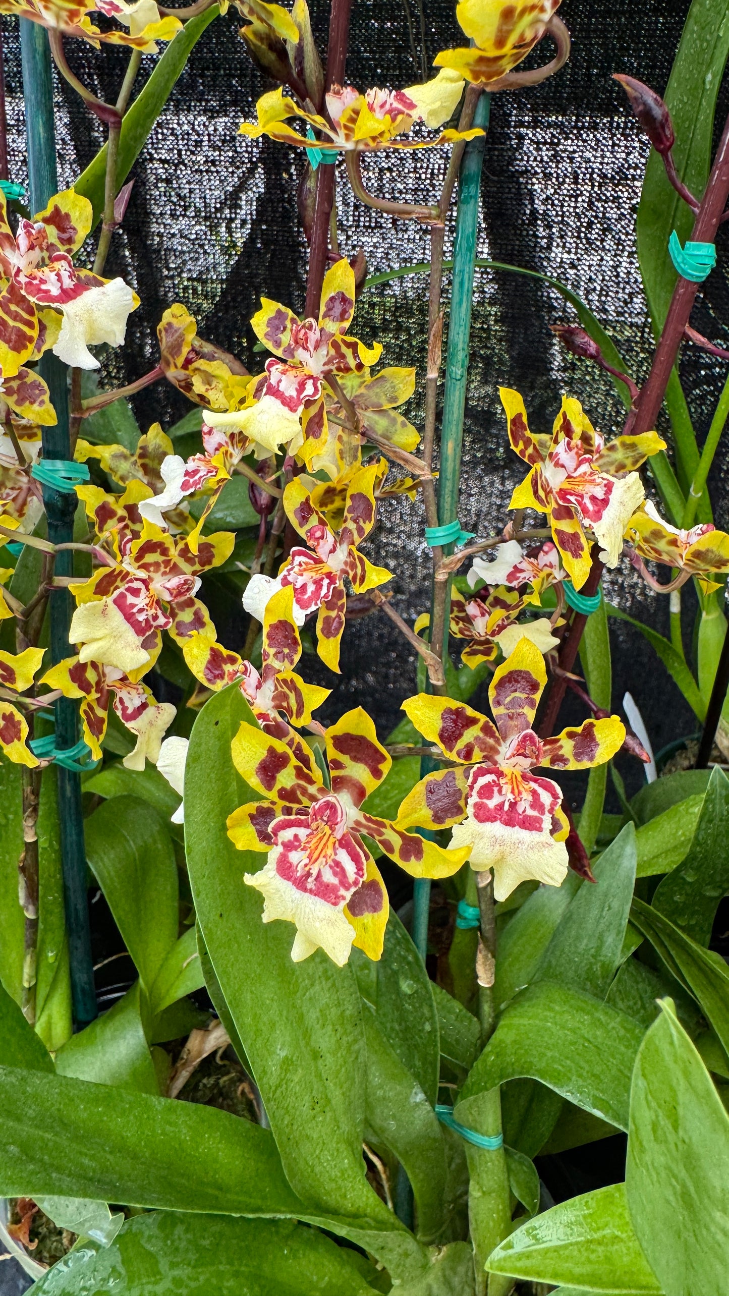 onc wildcat yellow 4"