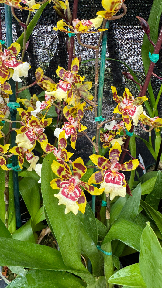 onc wildcat yellow 4"