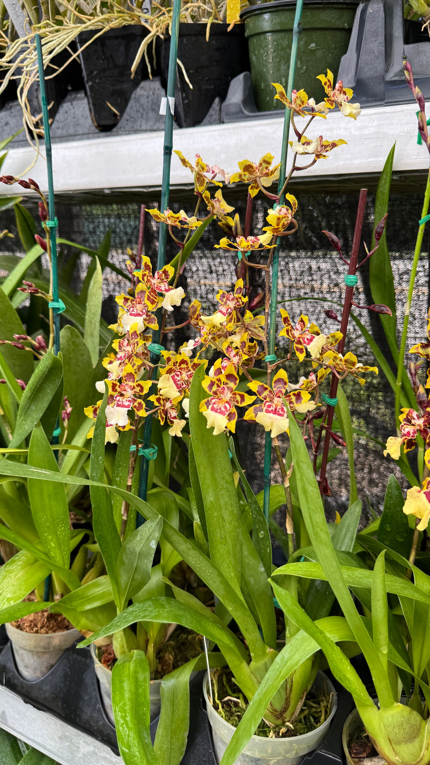 onc wildcat yellow 4"